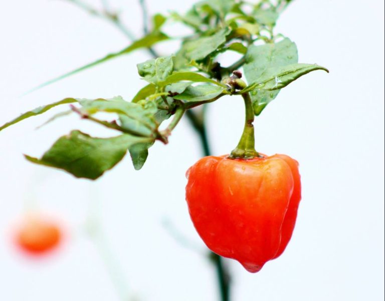Jak hodować papryczki habanero?