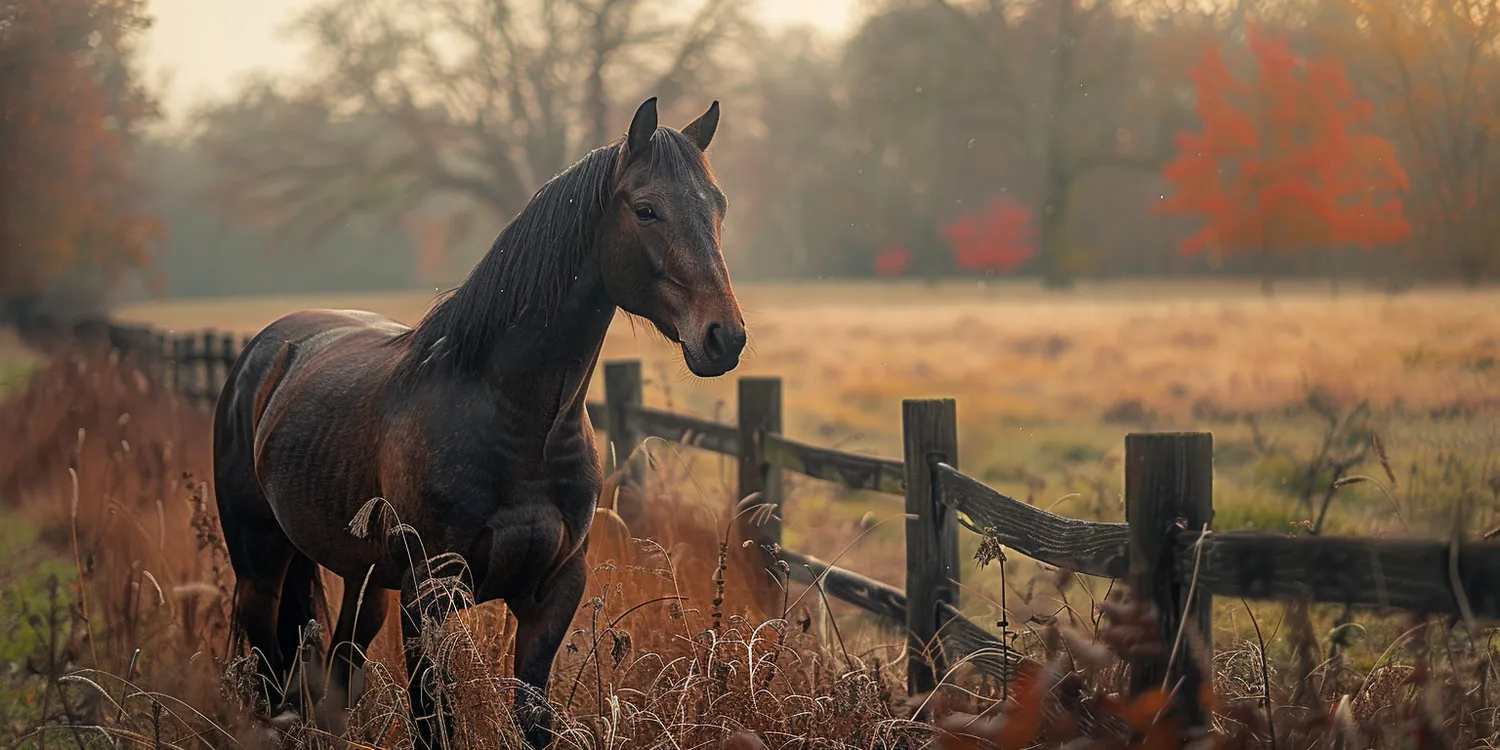 Krematorium dla zwierząt - ostatni przystanek w życiu naszego pupila
