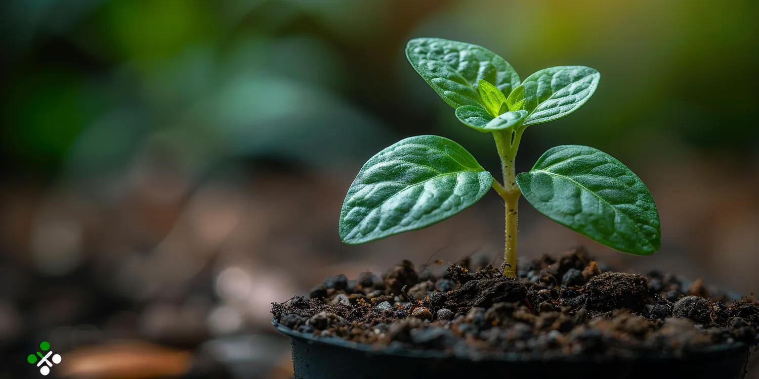 Ogród japoński jak urządzić?